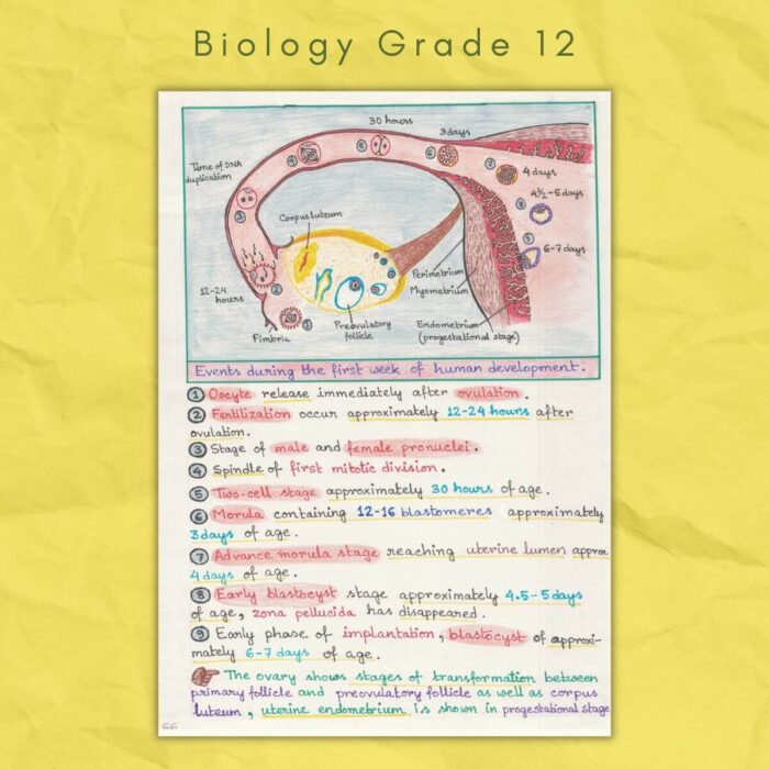 biology grade 12 fertilization