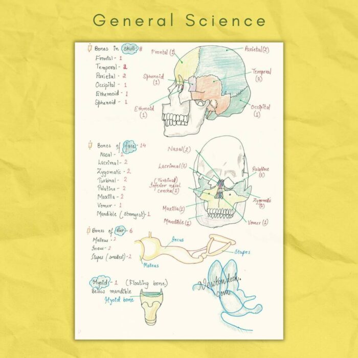 skeleton skull diagrams in general science notes