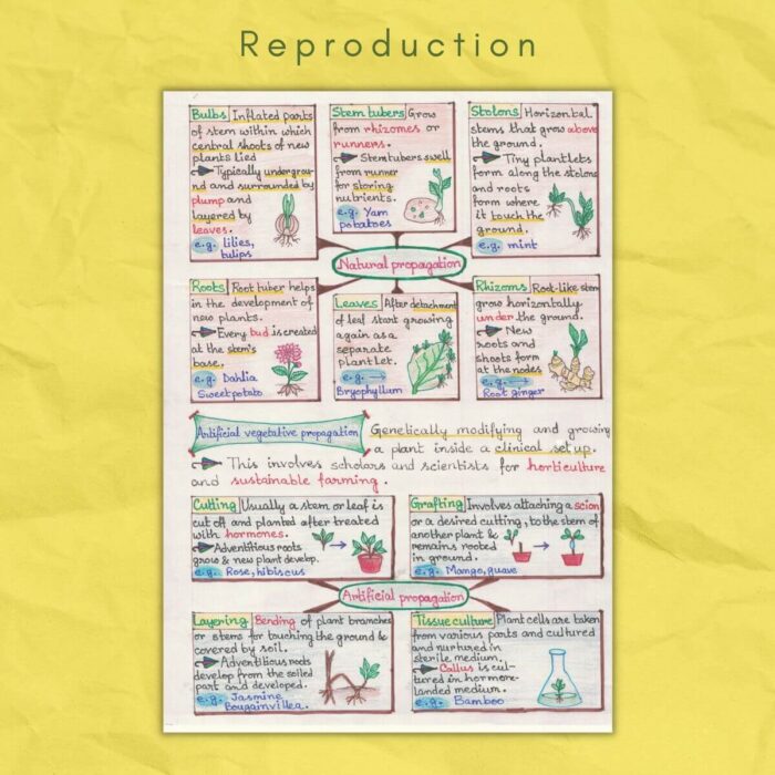 natural and artificial propagation in reproduction biology grade class 12 sample