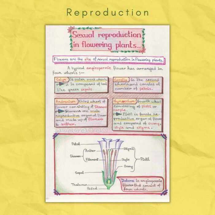 sexual reproduction in flowering plants in biology grade class 12 sample