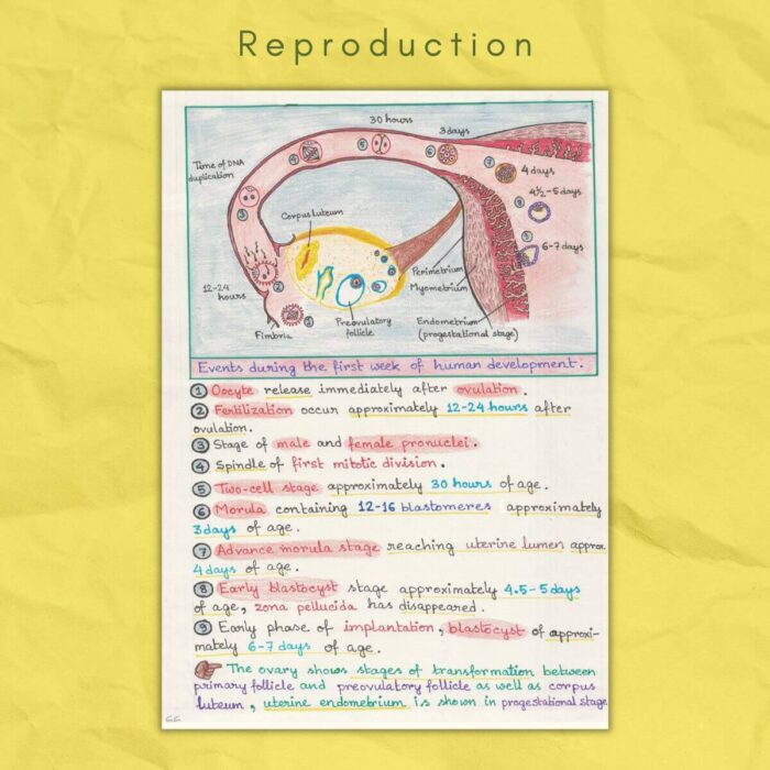 ovary in human reproduction biology grade class 12 sample