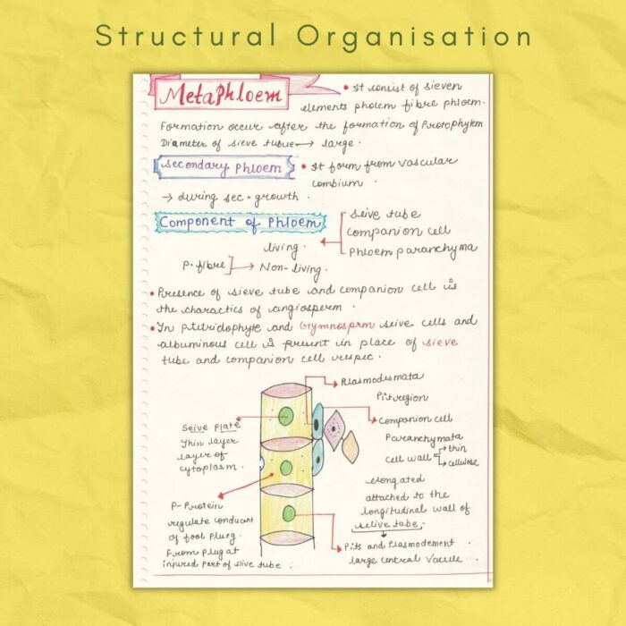 metaphloem structural organization biology 11
