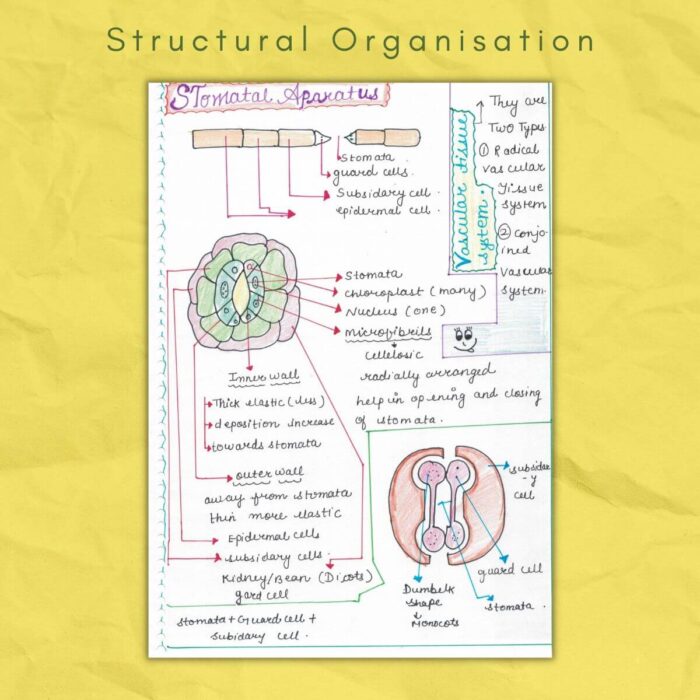 stomatal apparatus in structural organisation biology 11
