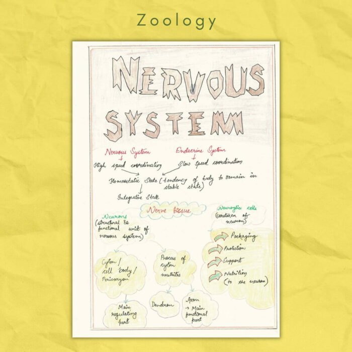 zoology class 11 study notes nervous system