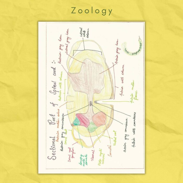 zoology class 11 study notes sectional part of spinal cord