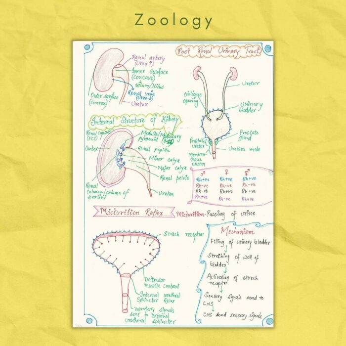 zoology class 11 study notes post renal urinary test