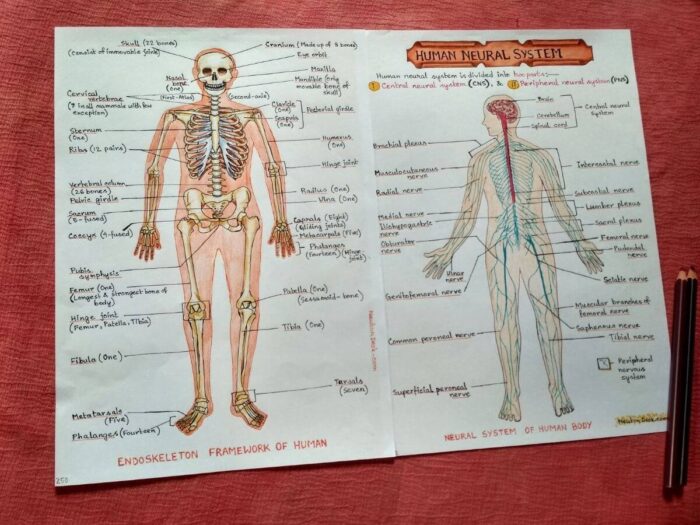 biology human physiology human body study notes clicked sample image