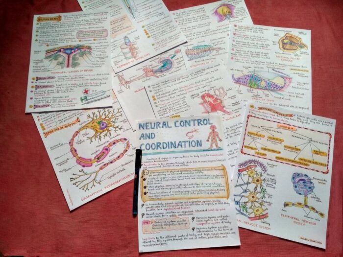 biology neural control and coordination study notes clicked sample image