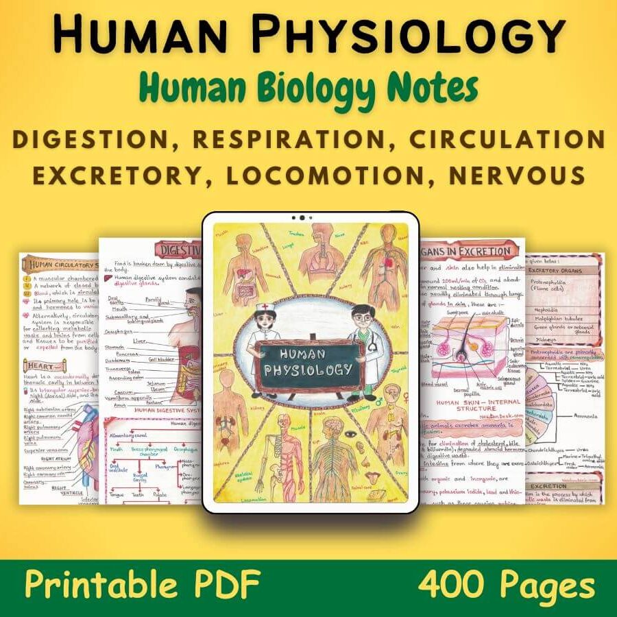 Printable Anatomy And Physiology Notes Human Anatomy And Physiology